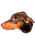 AKC Female Doberman