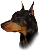 AKC Female Doberman